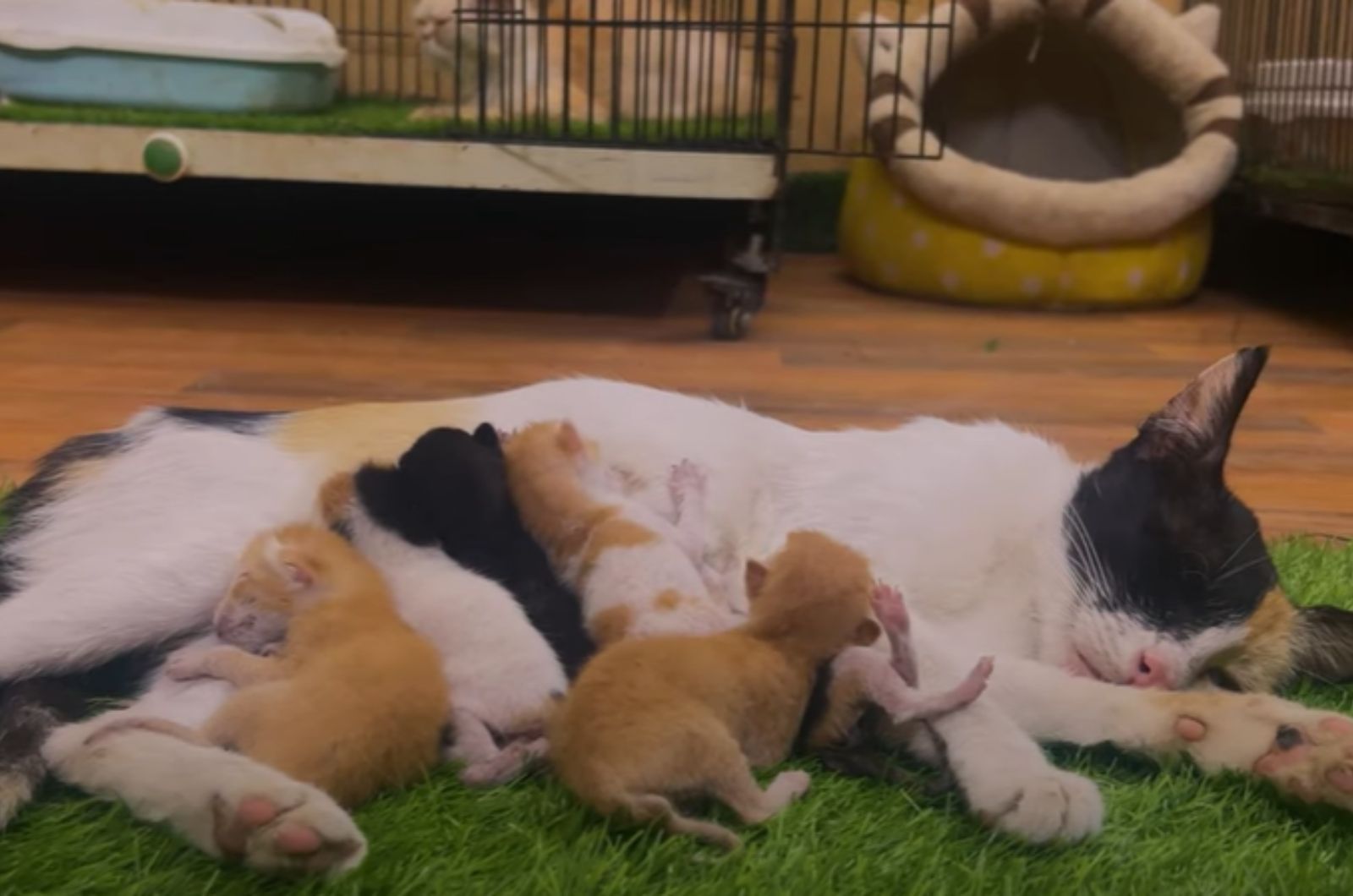 cat sleeping with kittens