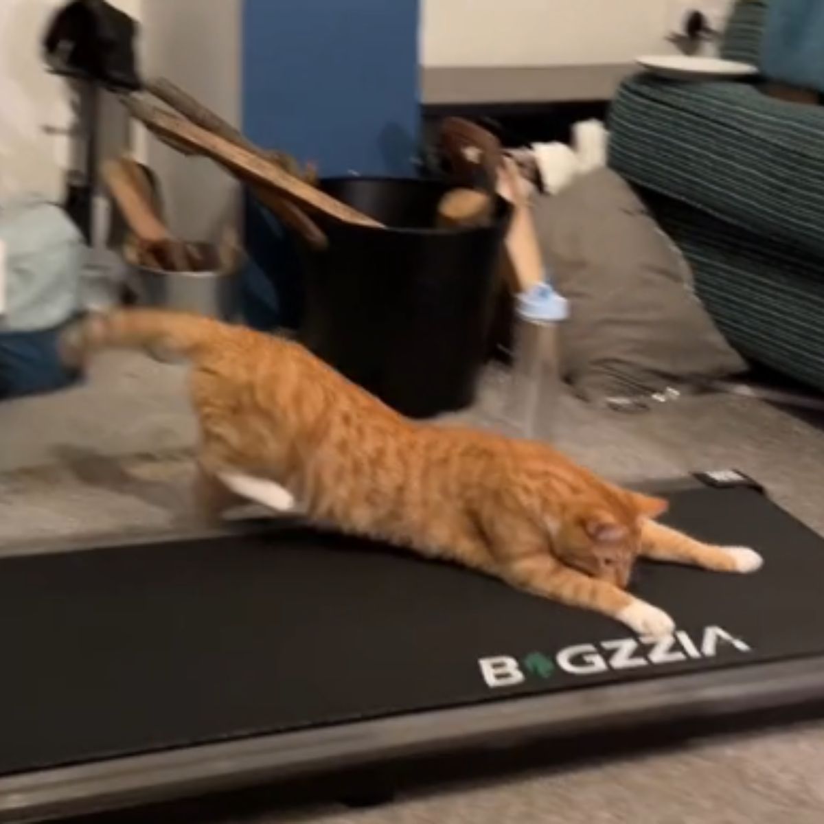 cat stretching on the treadmill