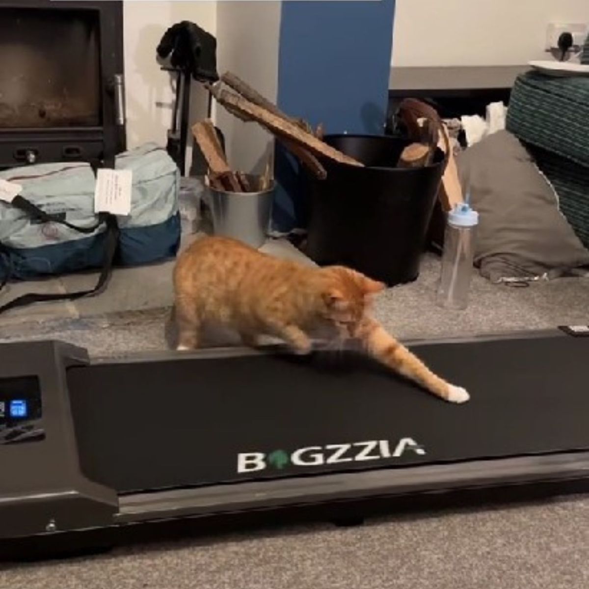 cat touching the treadmill with paw