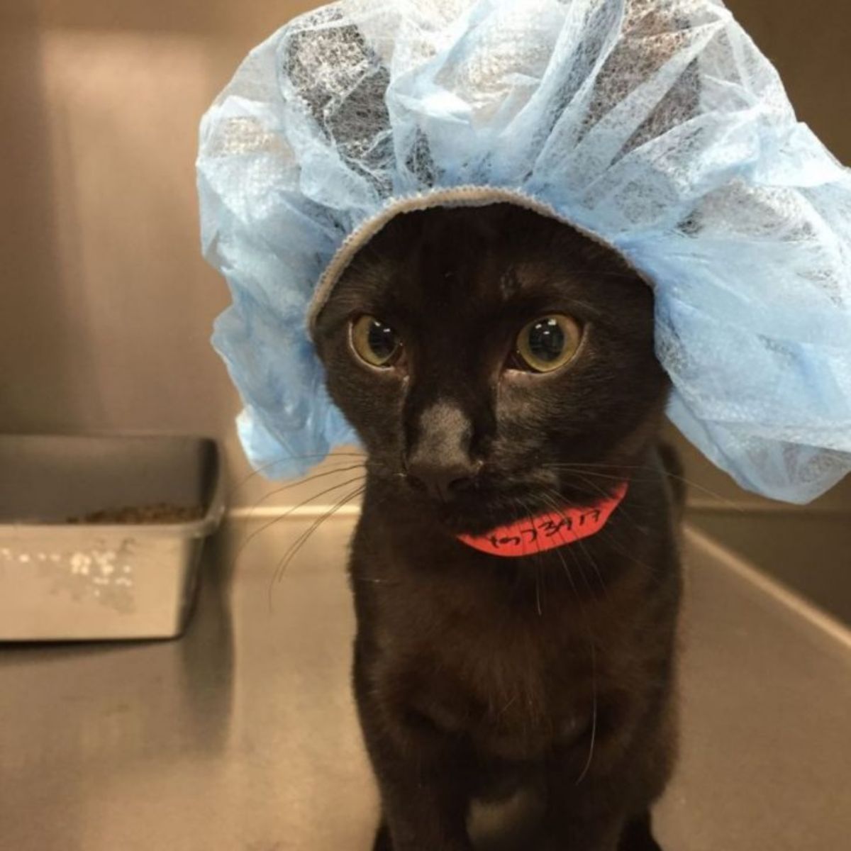 cat with a surgery cap