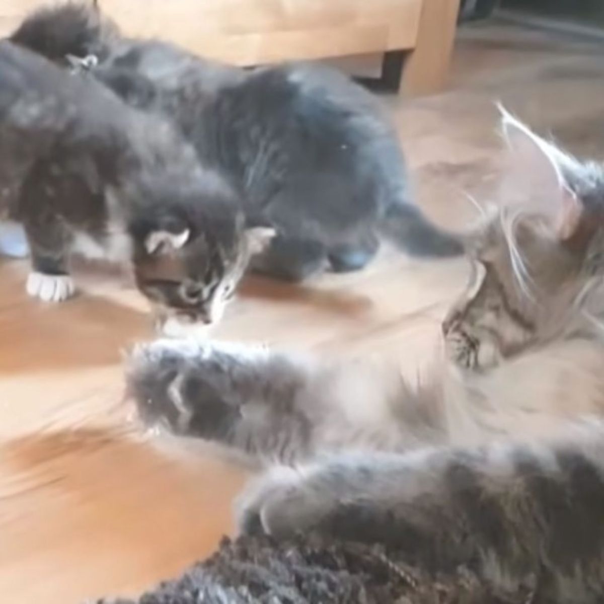 cat with kittens on the floor