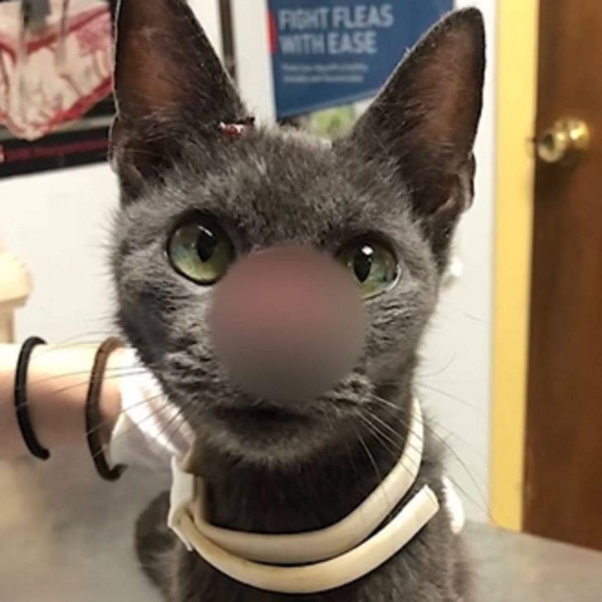 cat with ulcerated nose