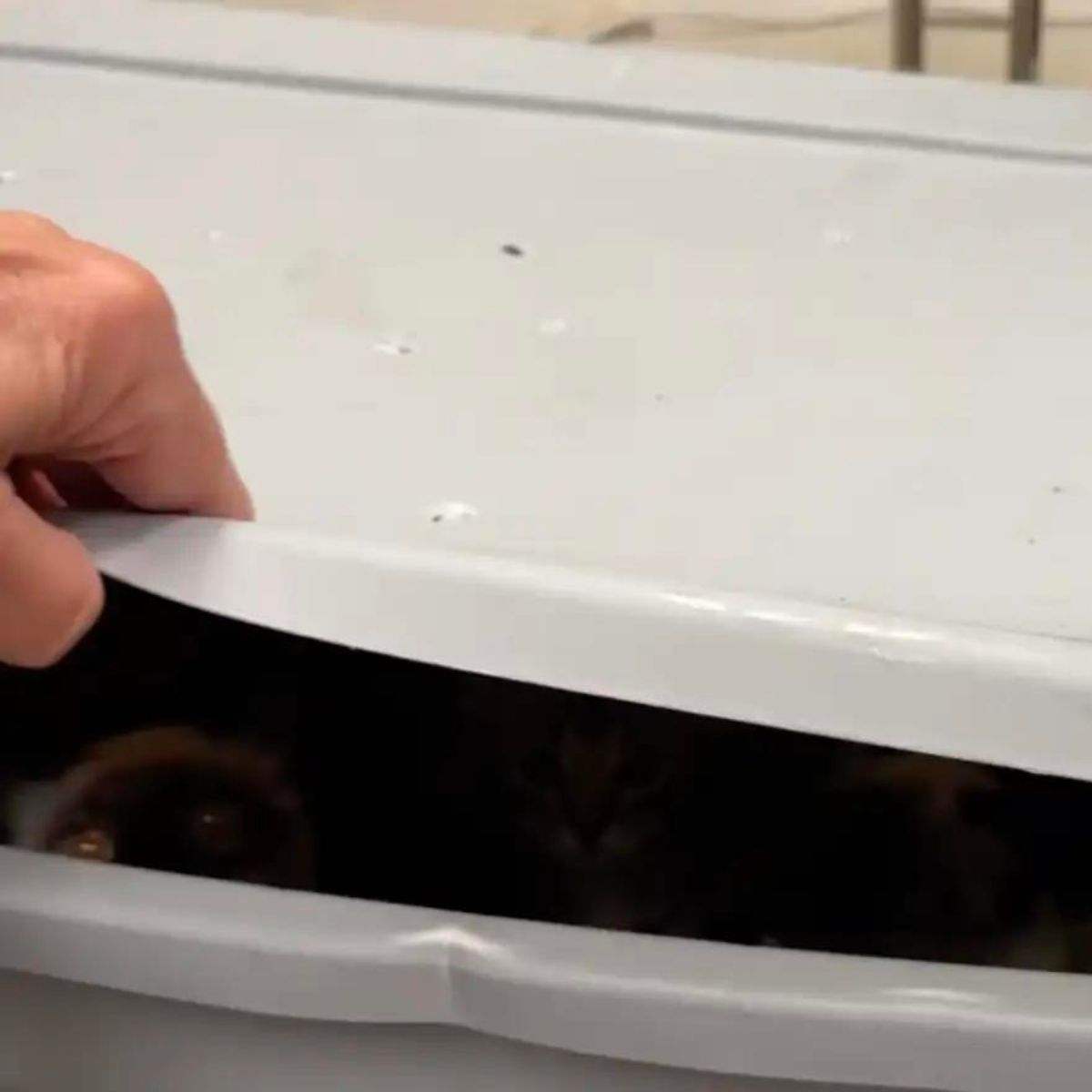 cats in bin