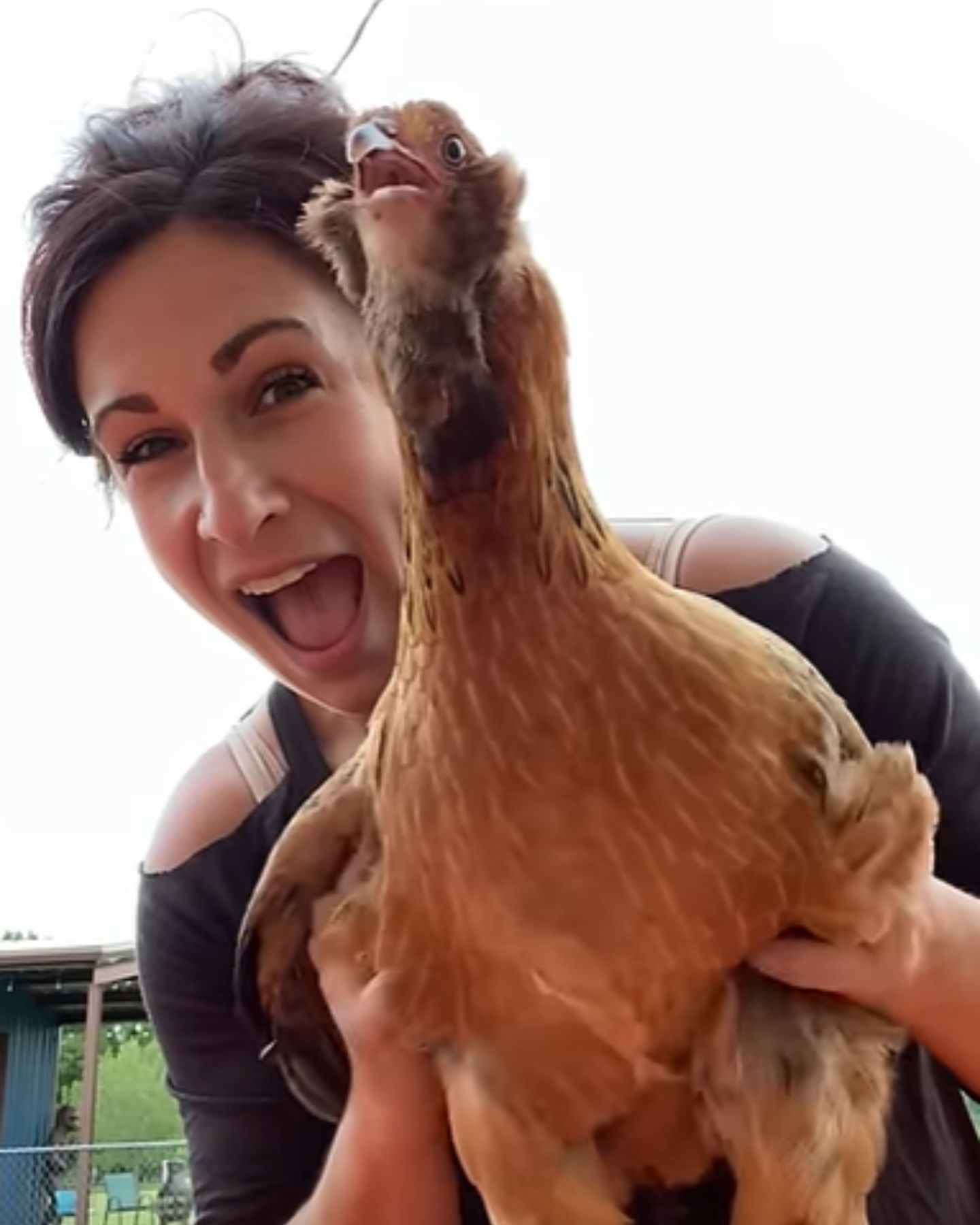 chicken laughing