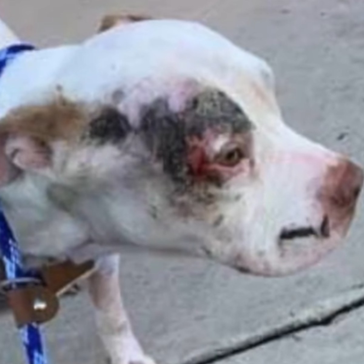 close-up photo of abused dog