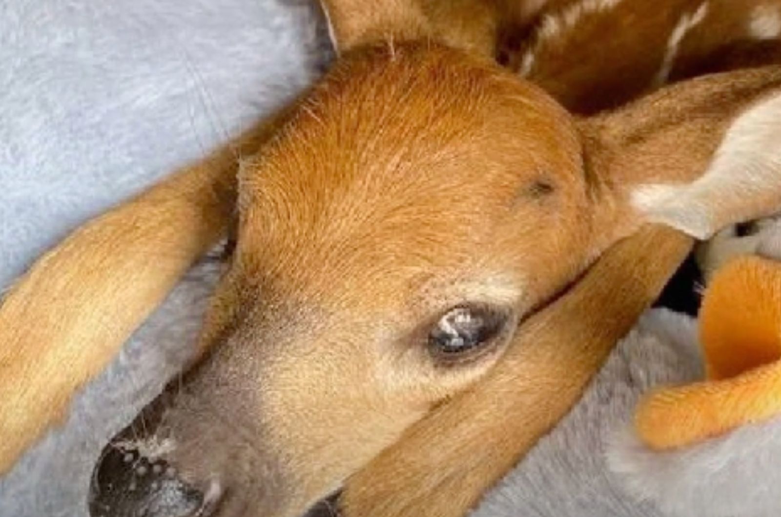 close-up photo of baby deer