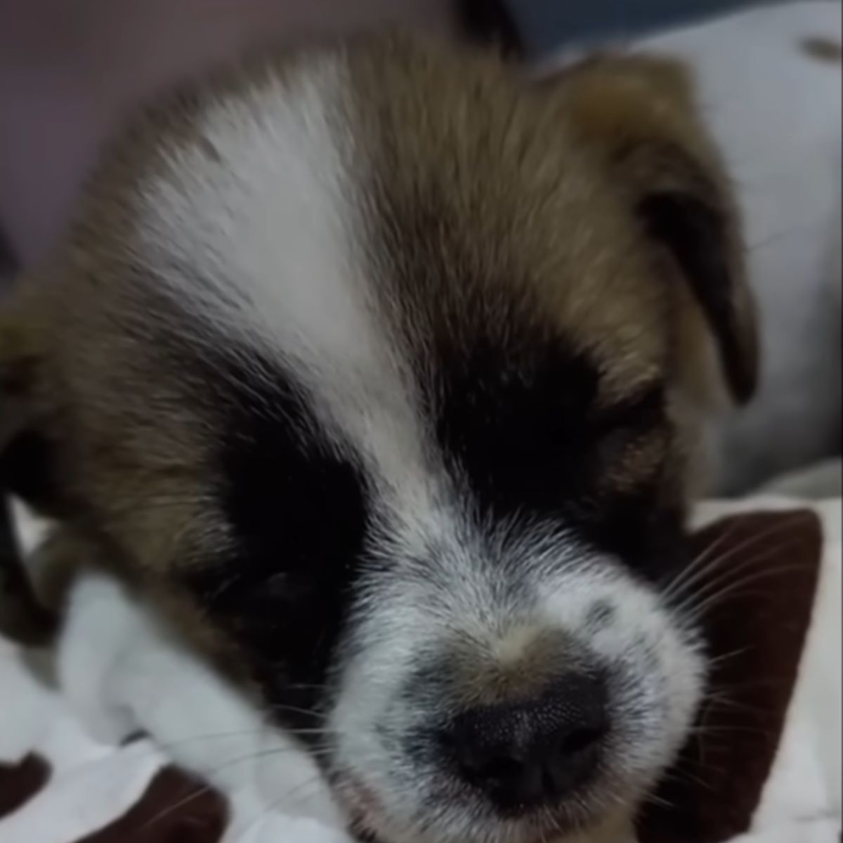 close-up photo of injured puppy