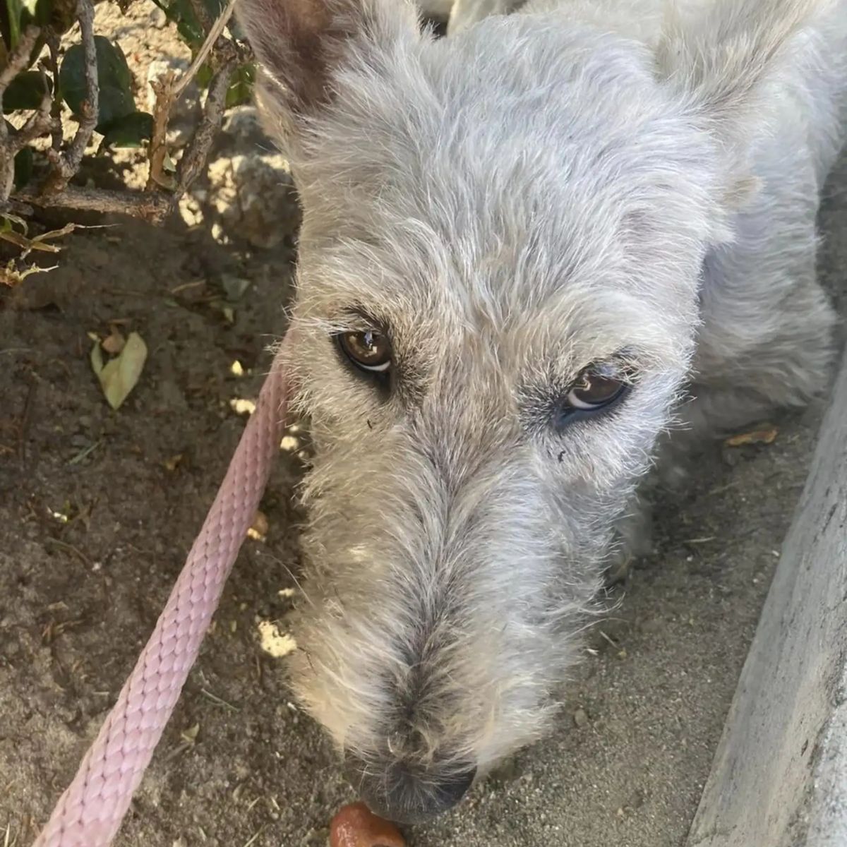 close-up photo of the dog