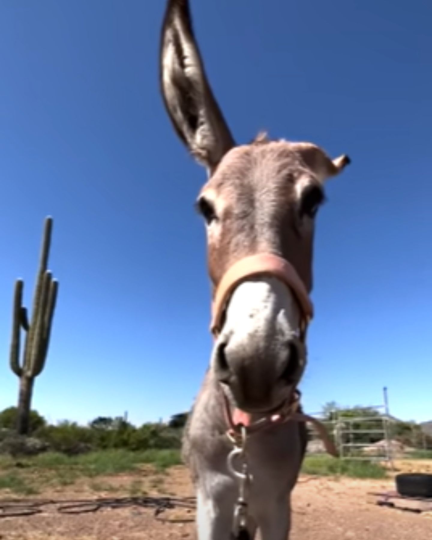 close-up photo of the donkey