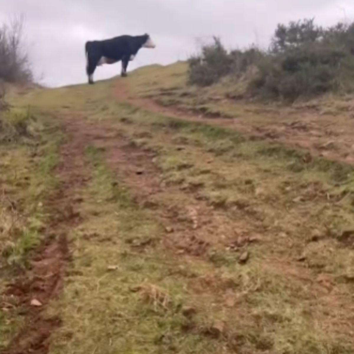 cow crying out on a hill