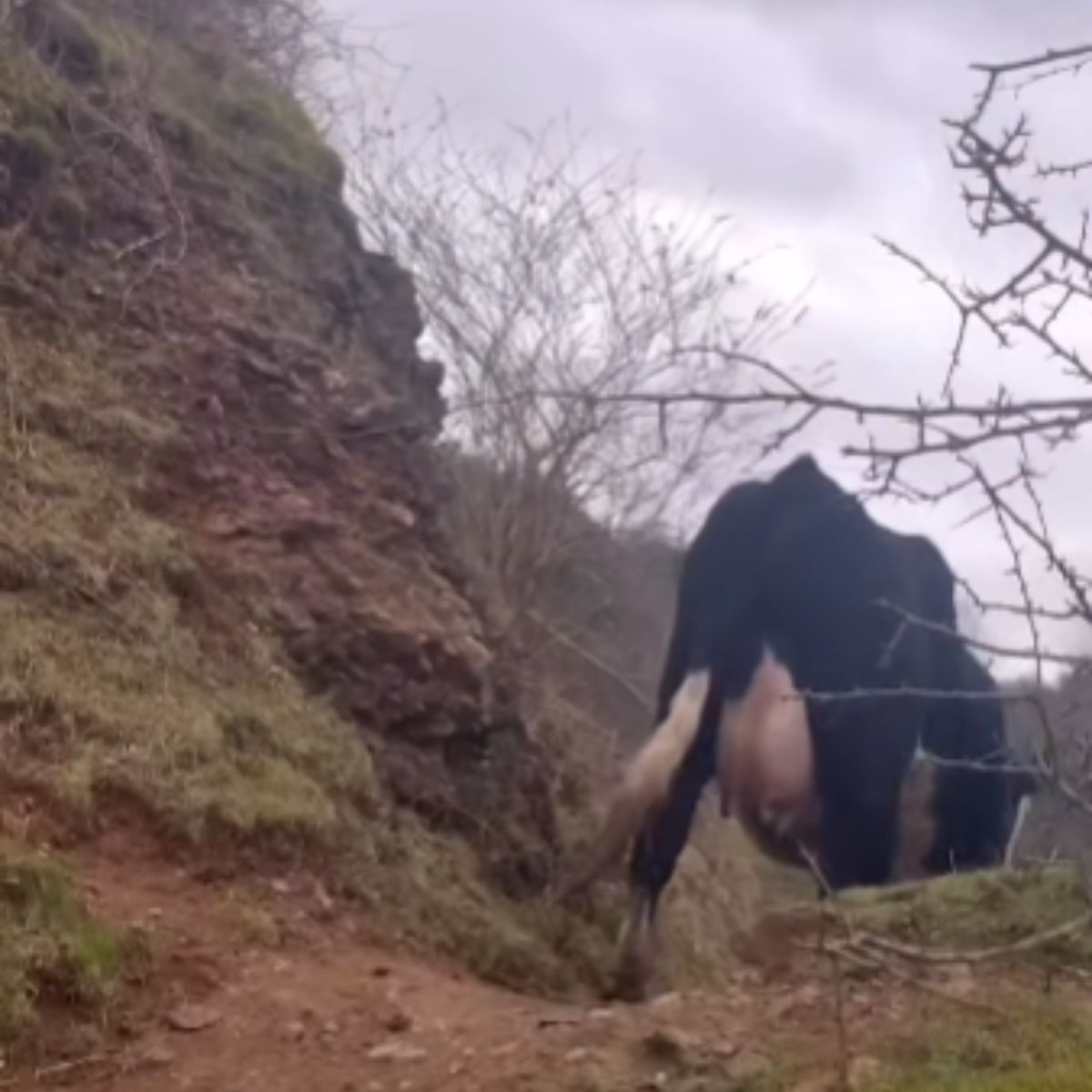 cow going down a hill