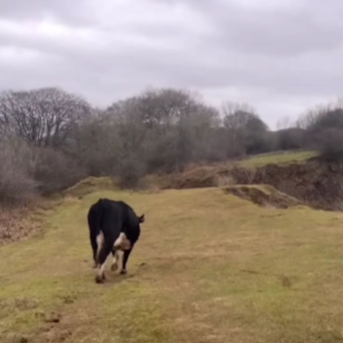 cow walking