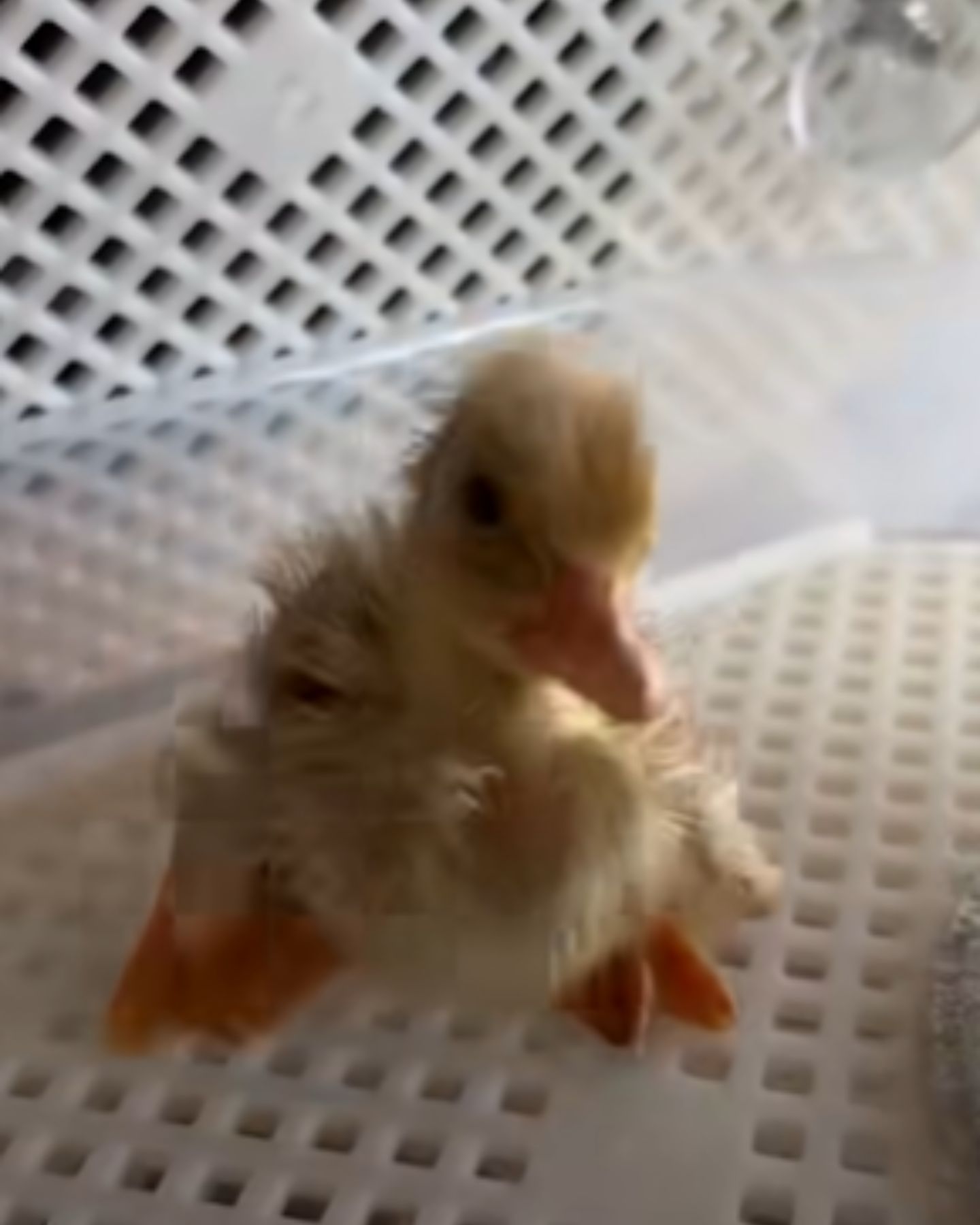 cute baby duck