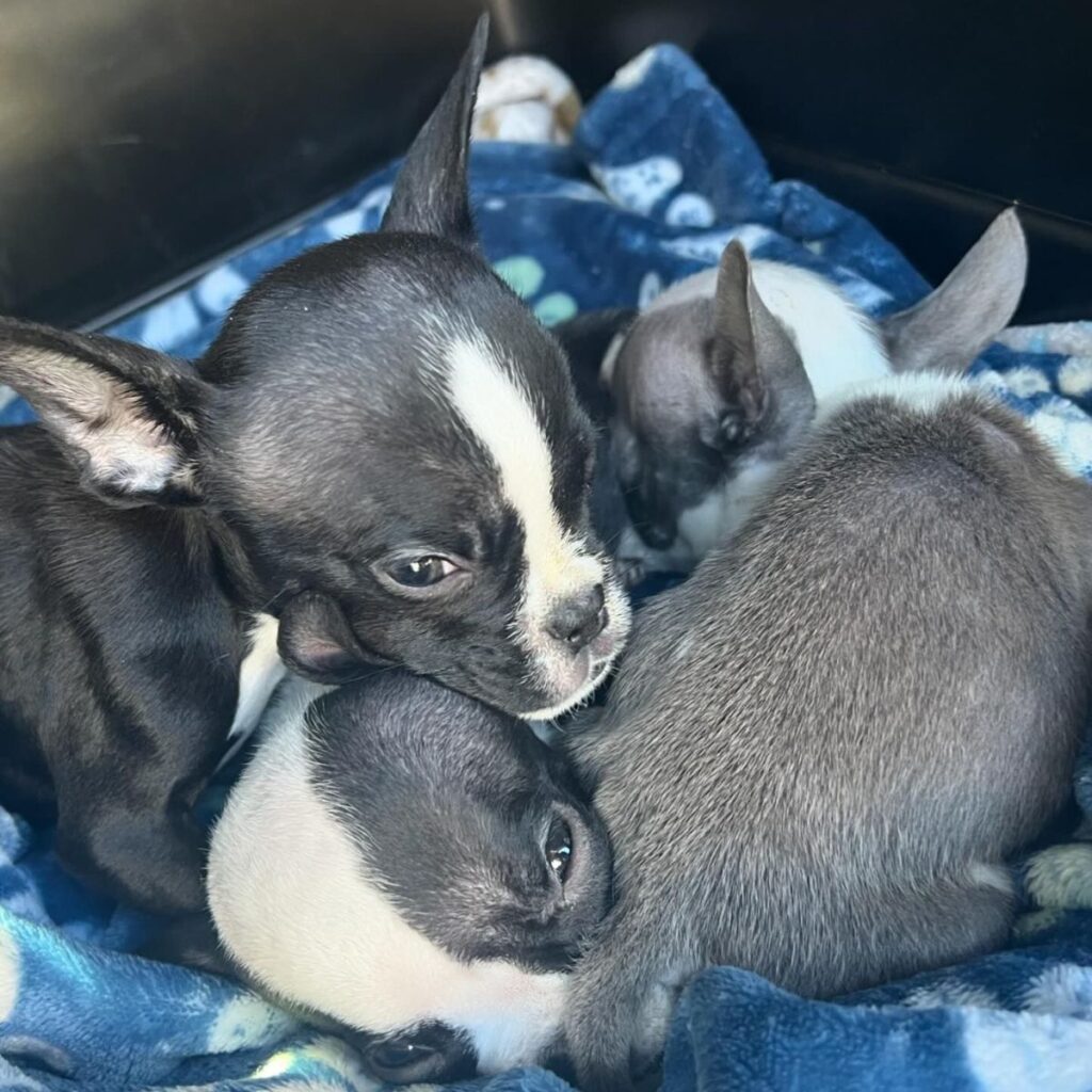 cute black and white puppies