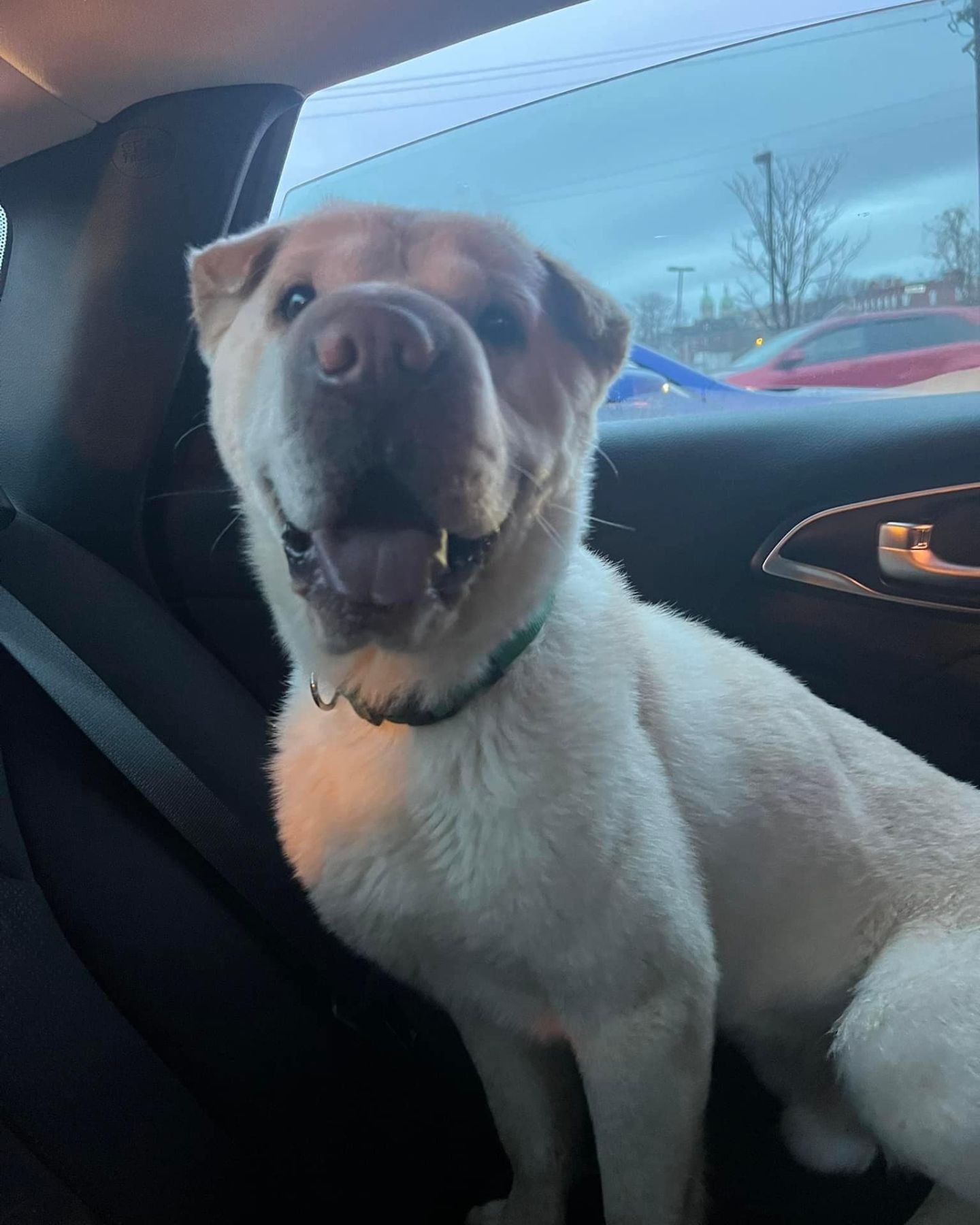 cute dog in car