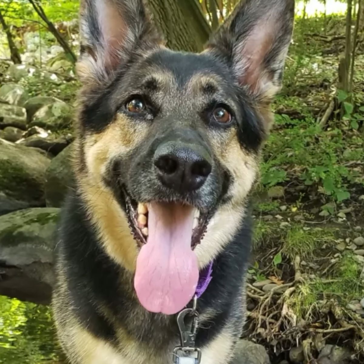 cute dog with tongue out