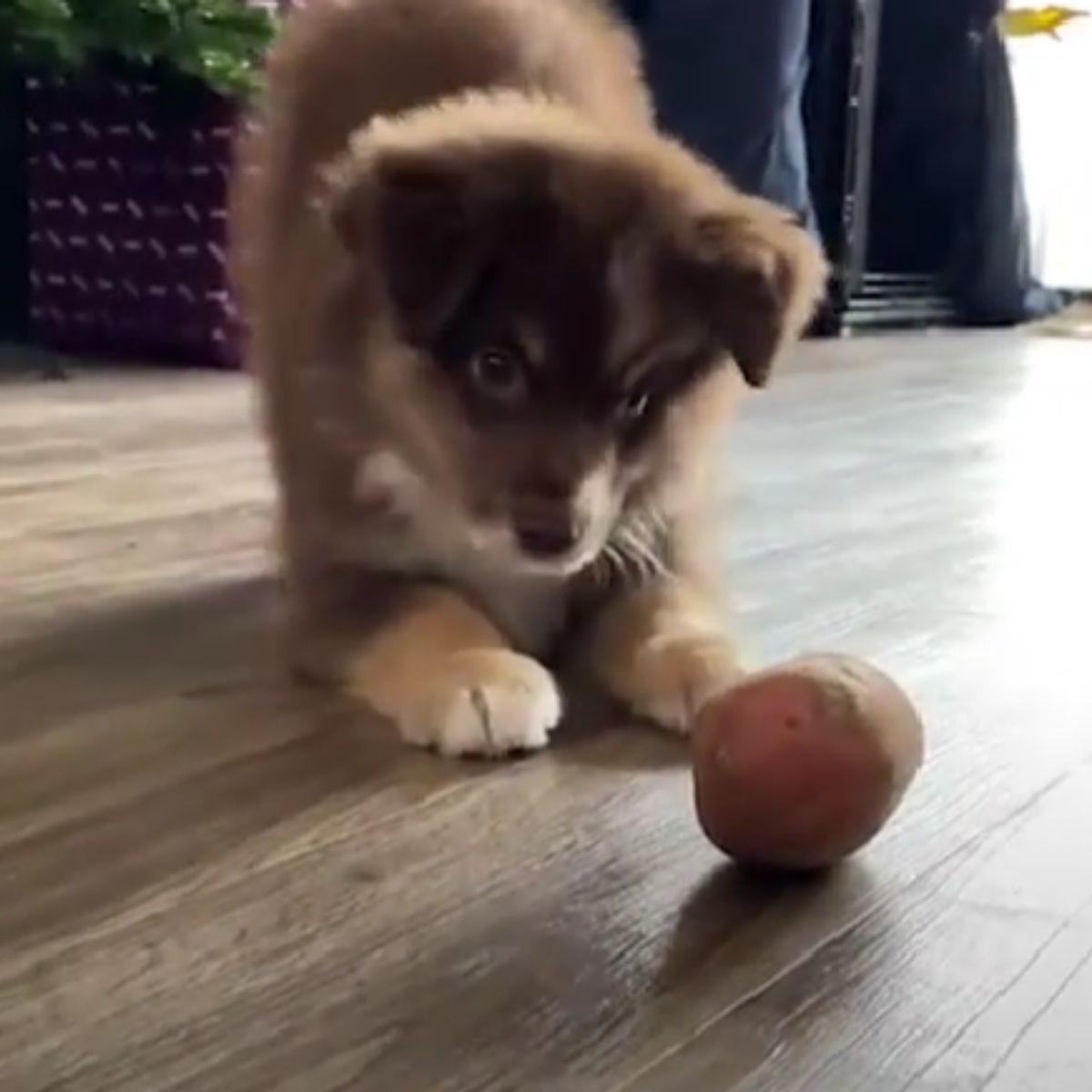 cute dog with toy