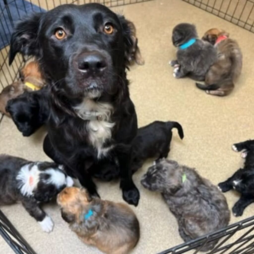 cute dogs in a cage with mom dog