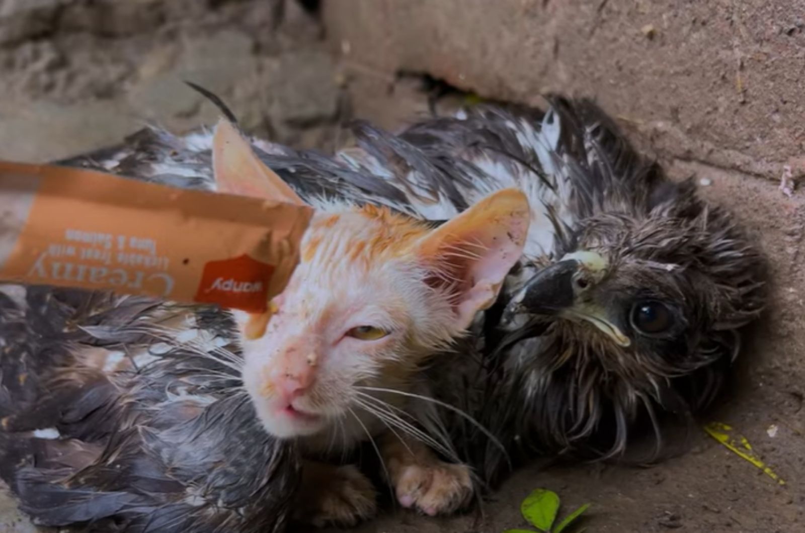 cute kitten and falcon