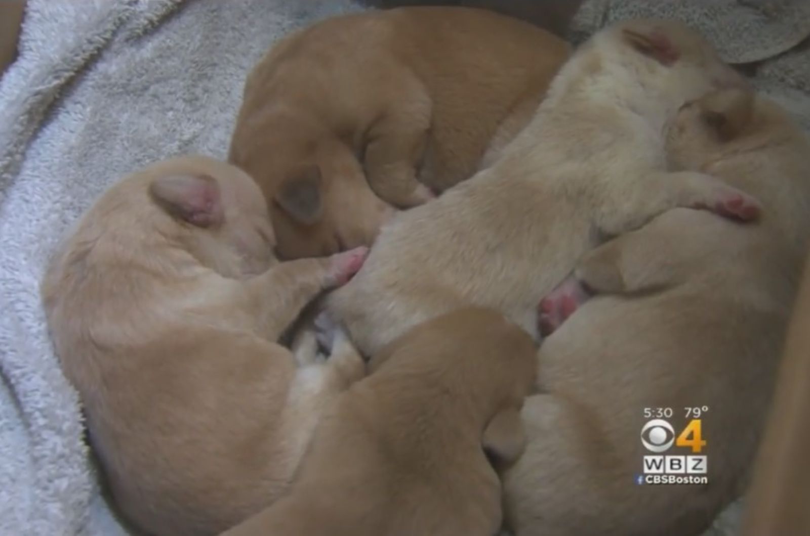 cute puppies sleeping