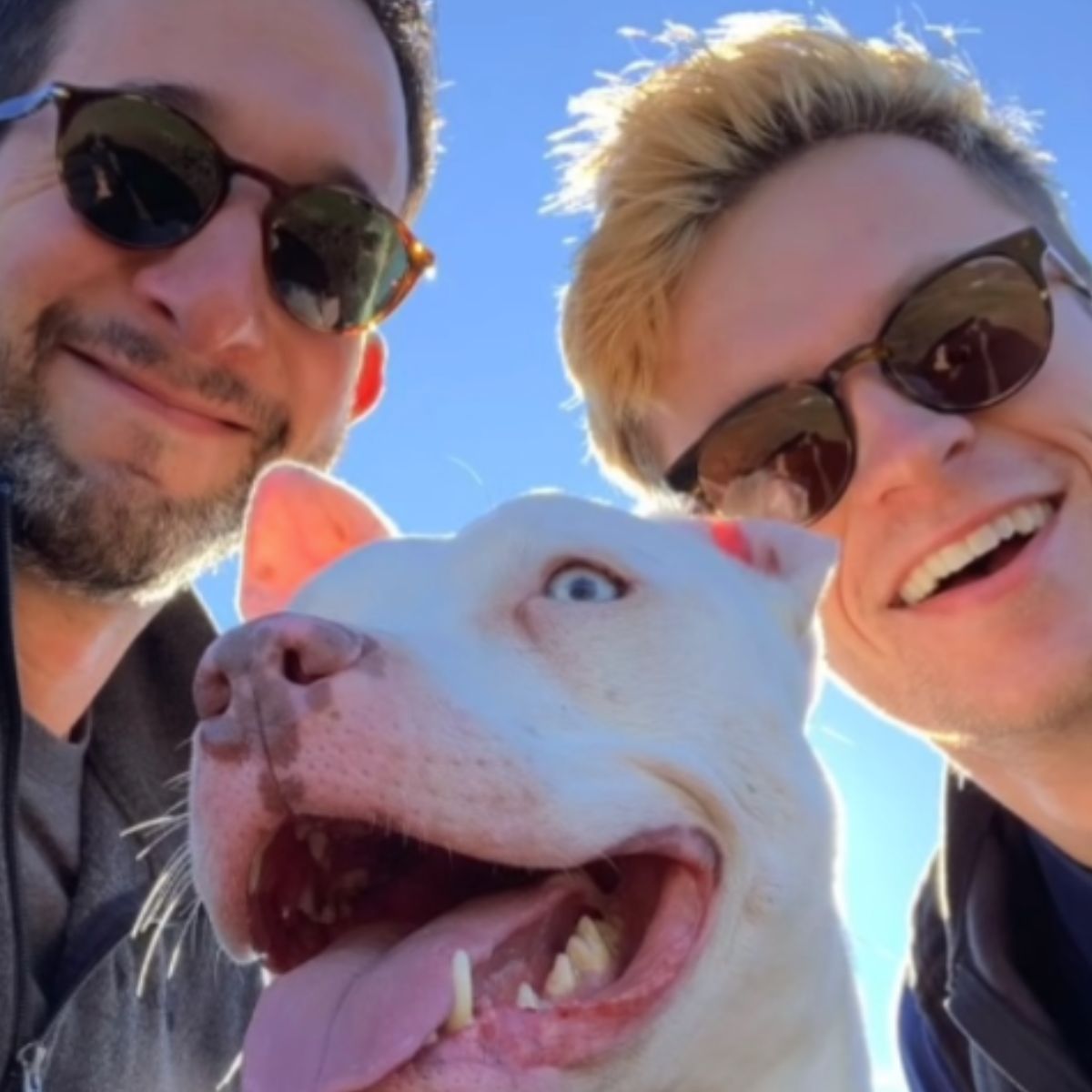 deaf dog and couple