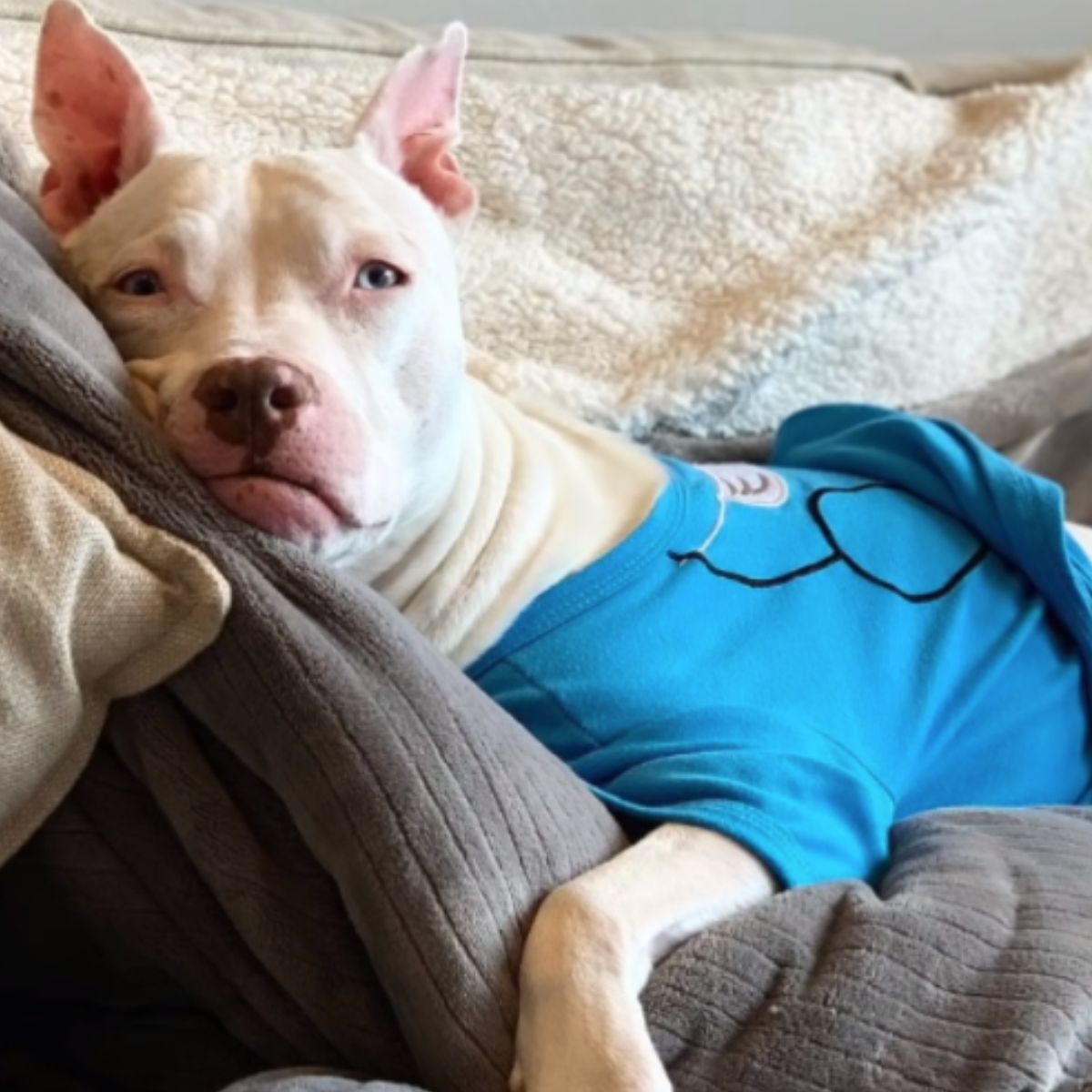 deaf dog with clothes