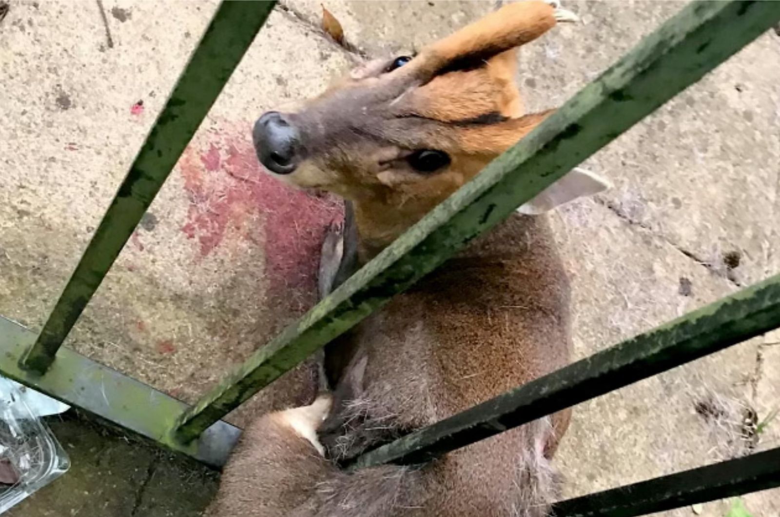 deer trapped in metal bars