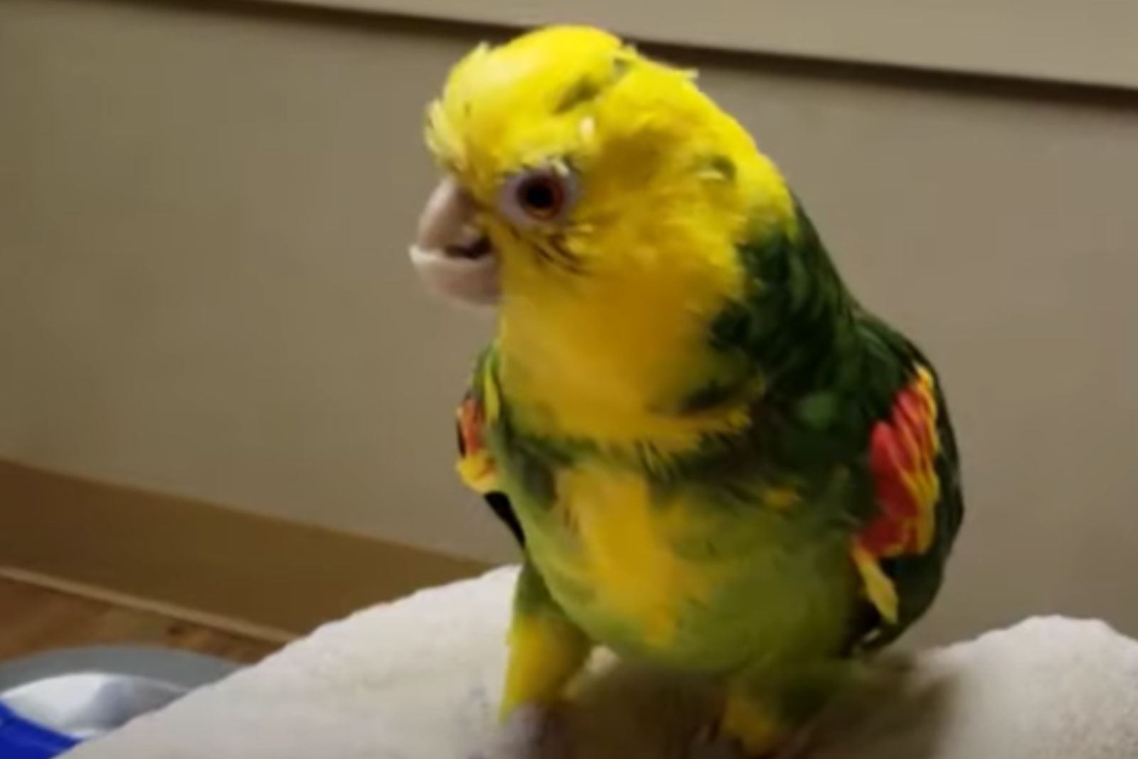 deformed parrot