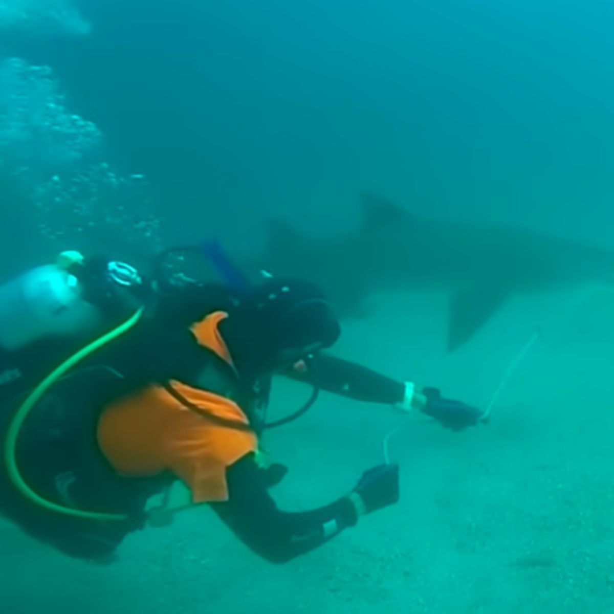 diver helping the shark