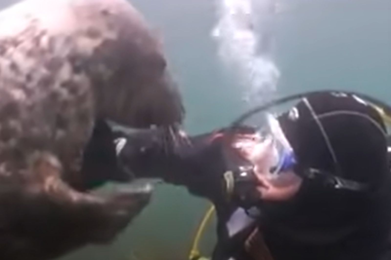 diver touching seal