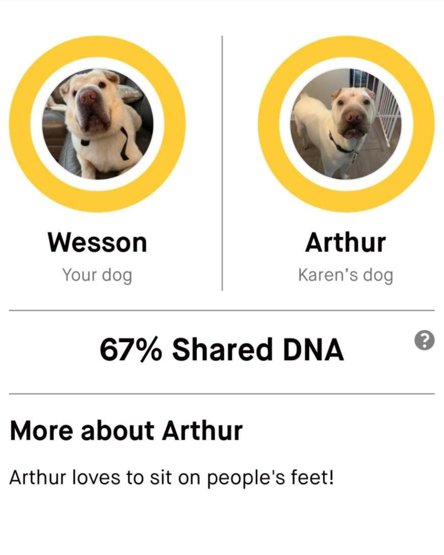 dna test of two dogs