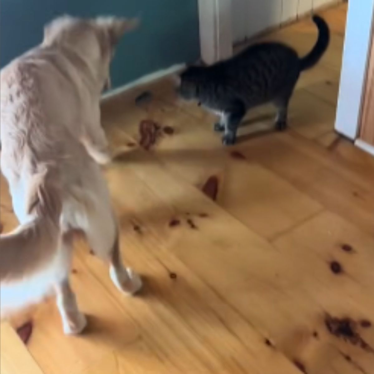 dog and cat follow mouse