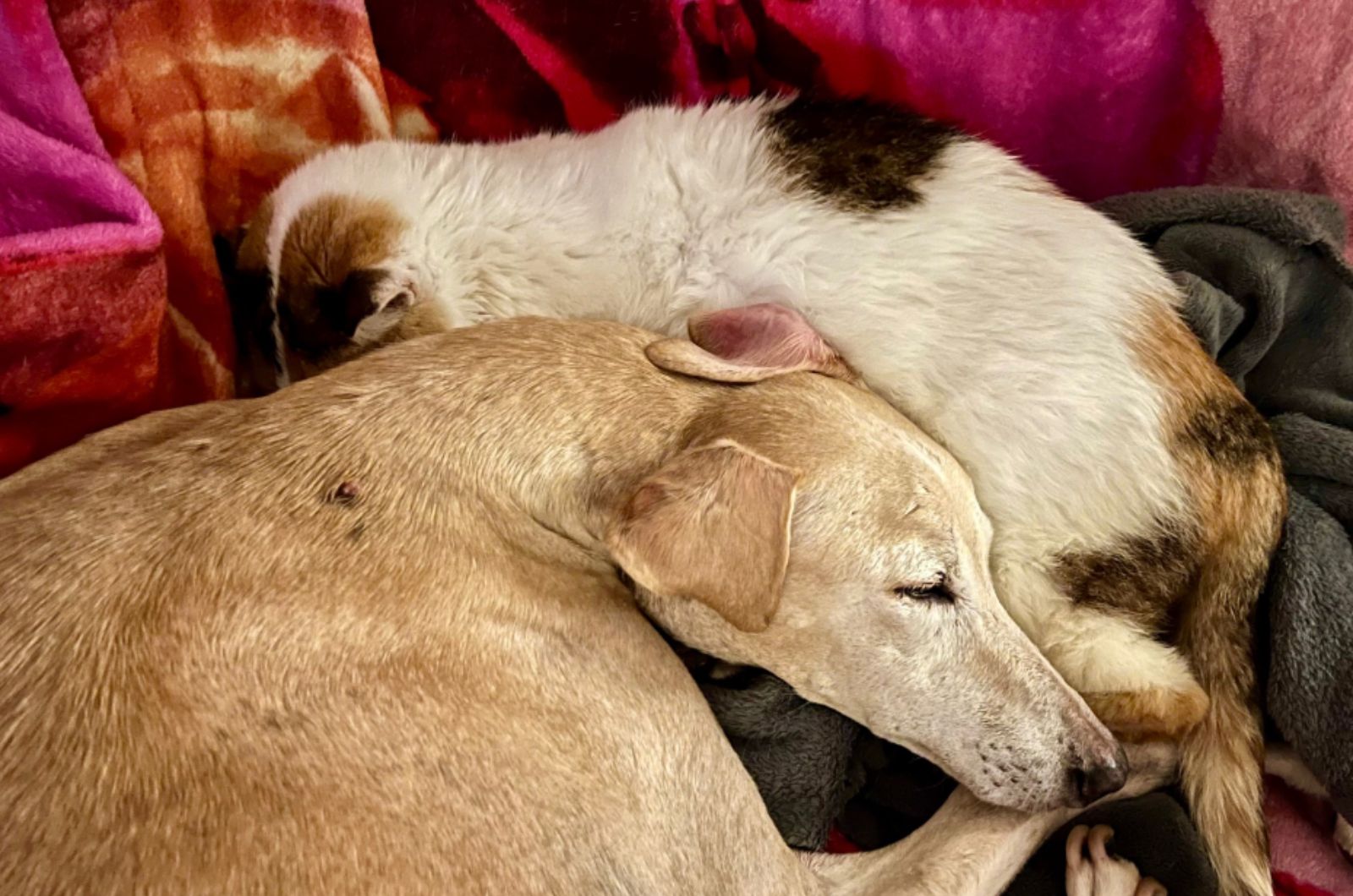 dog and cat sleeping