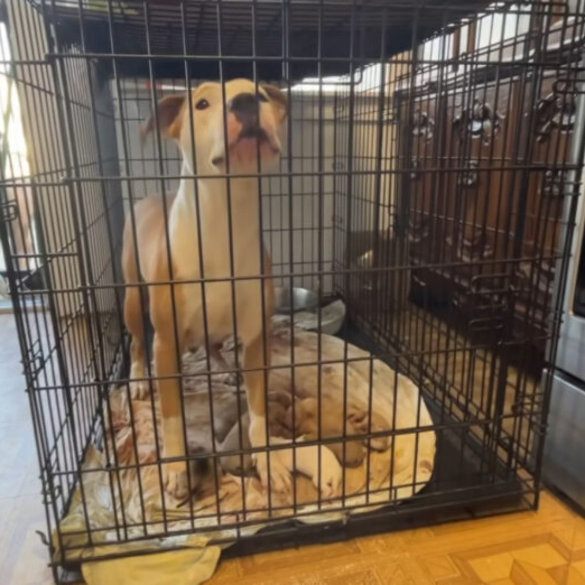 dog and puppies in cage