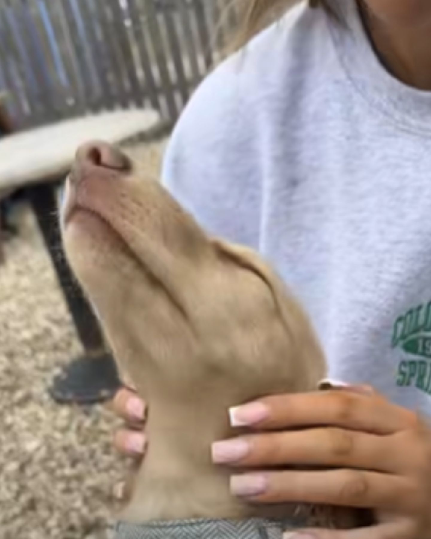 dog enjoying womans scratching