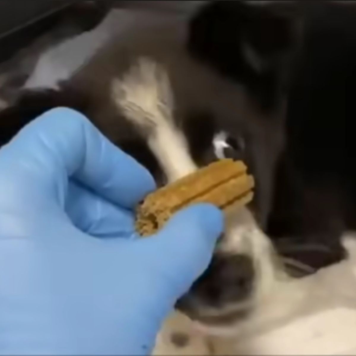 dog getting a treat