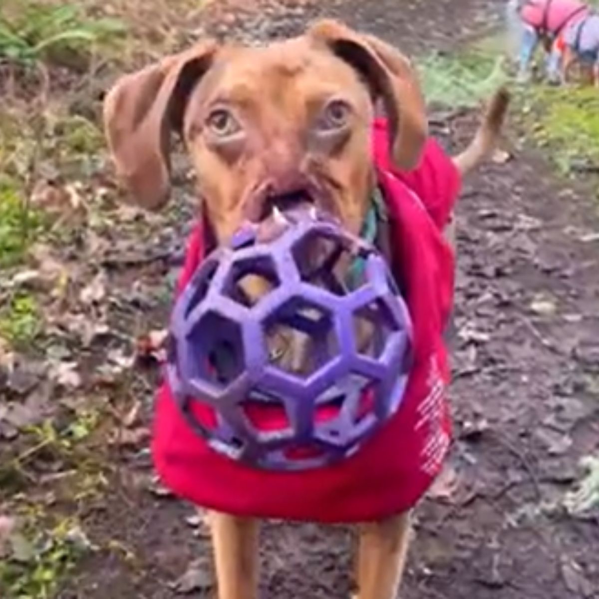 dog holding a purple ball in mouth