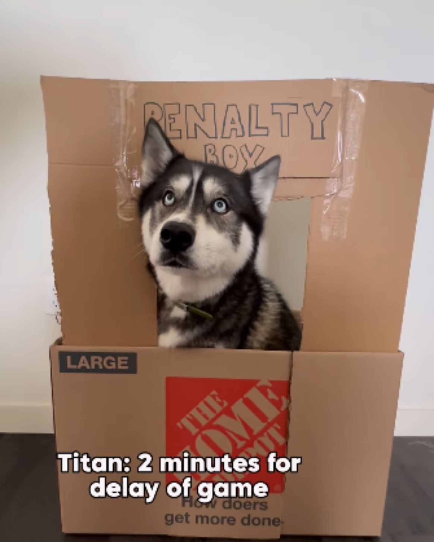 dog in box