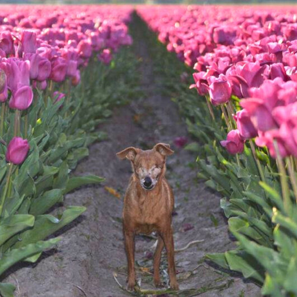 dog in flower field