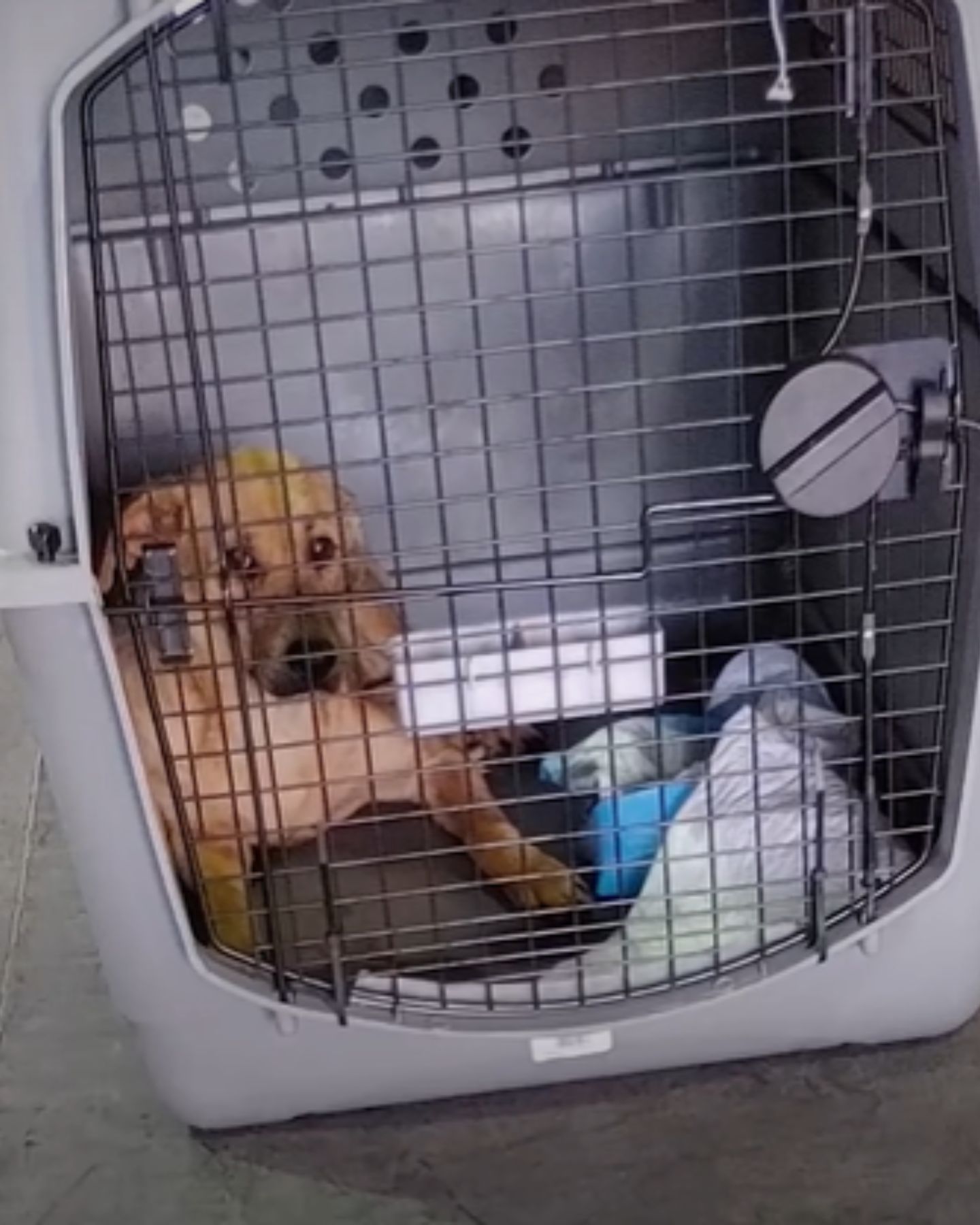 dog in his box sitting