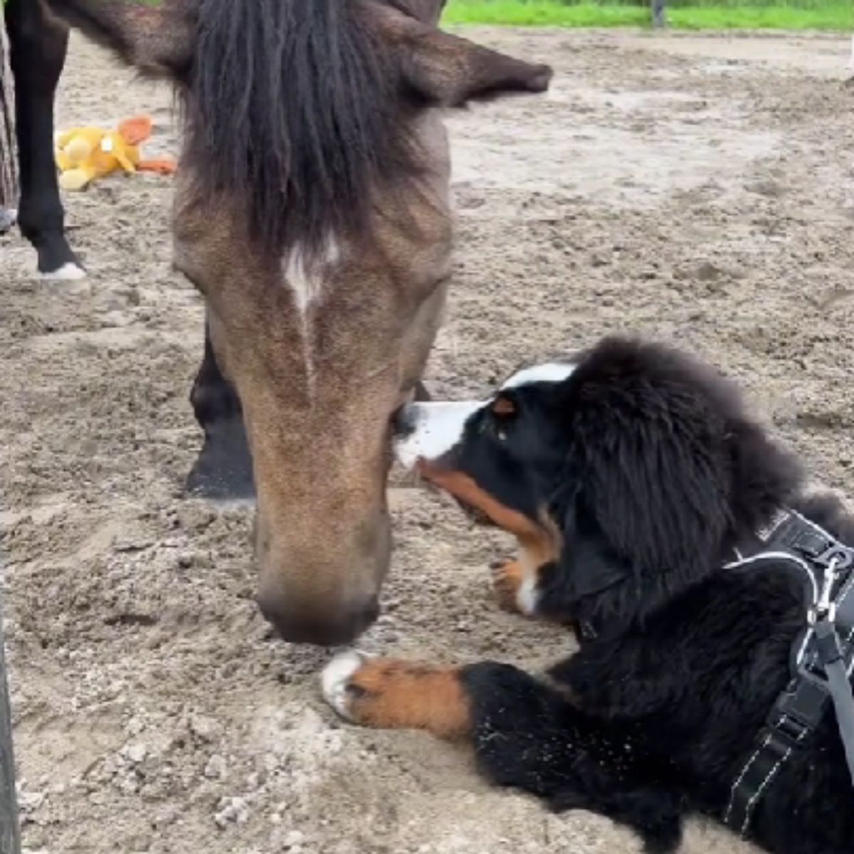 dog kissing a horse