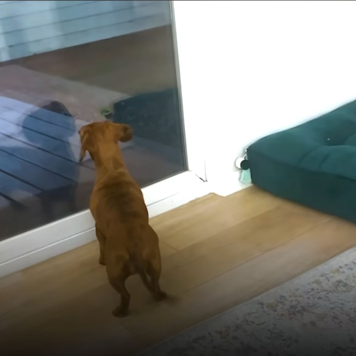 dog looking through glass door