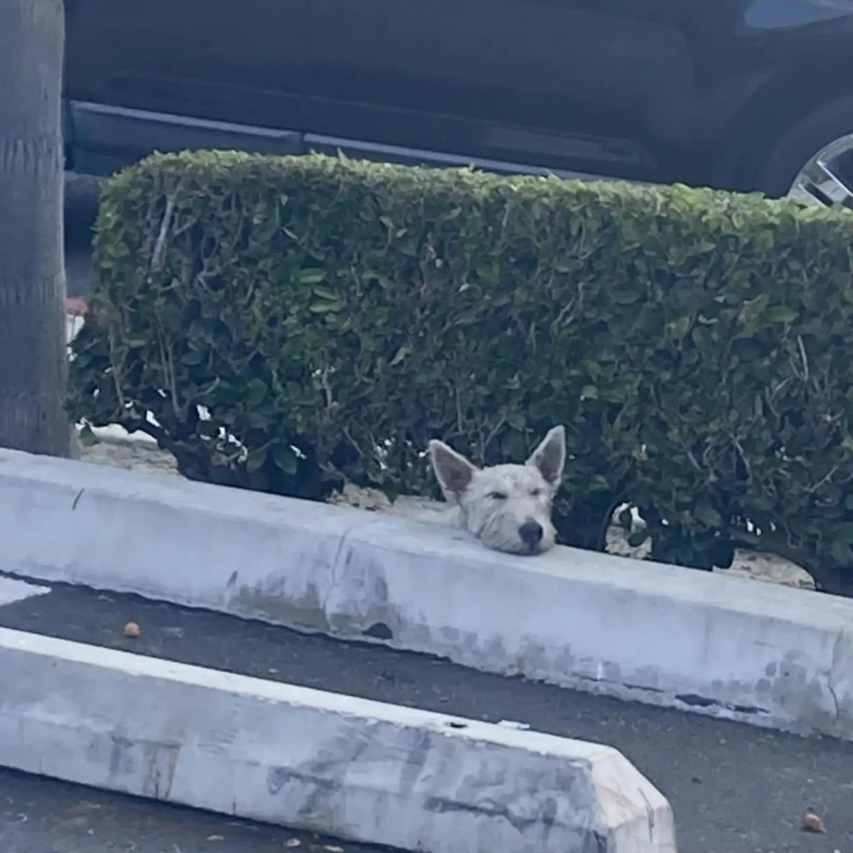 dog lying in a parking lot