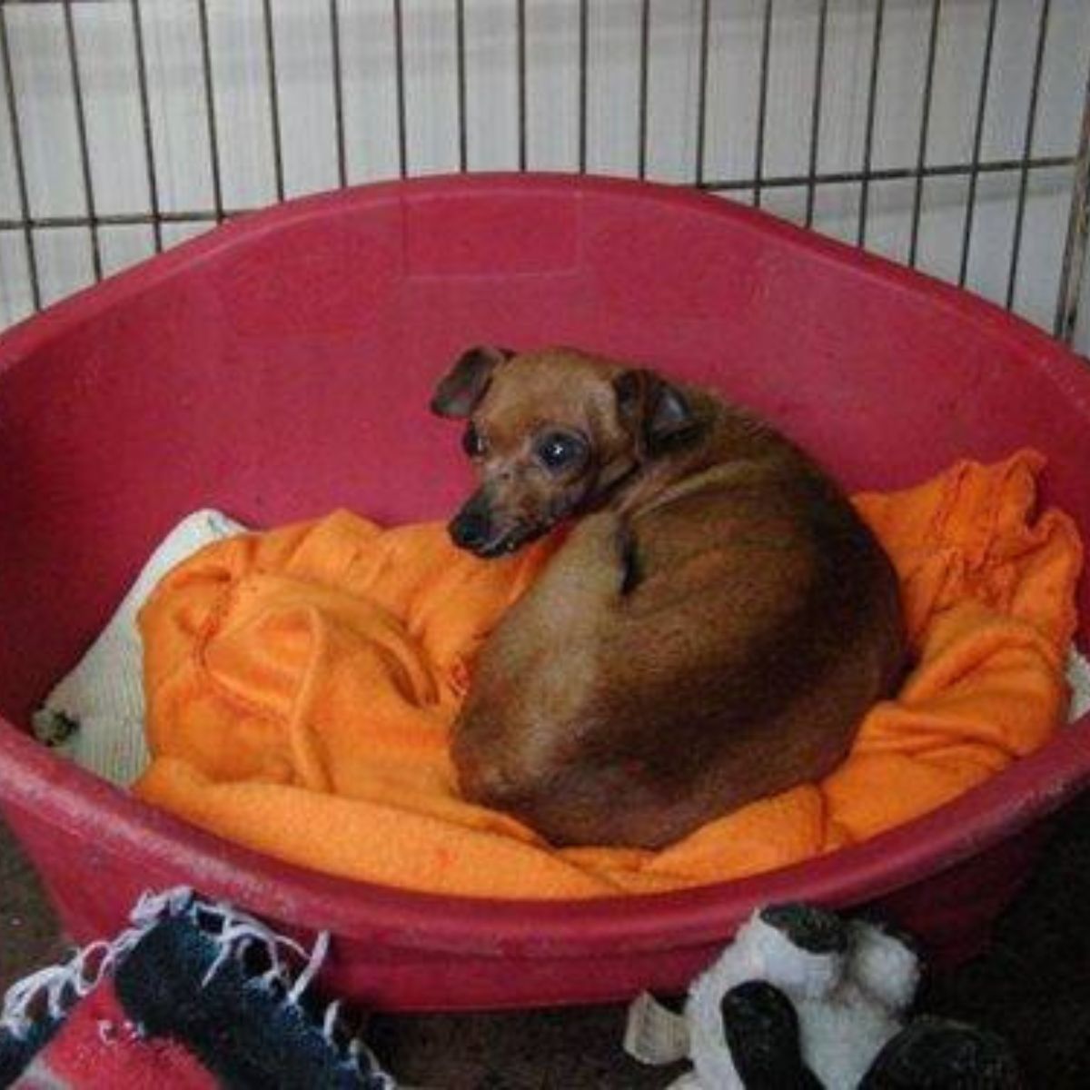 dog lying on an orange cover