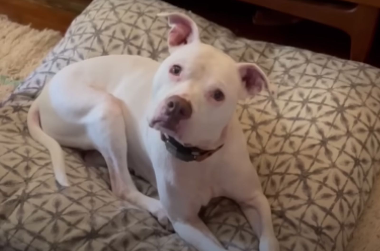 dog lying on the floor