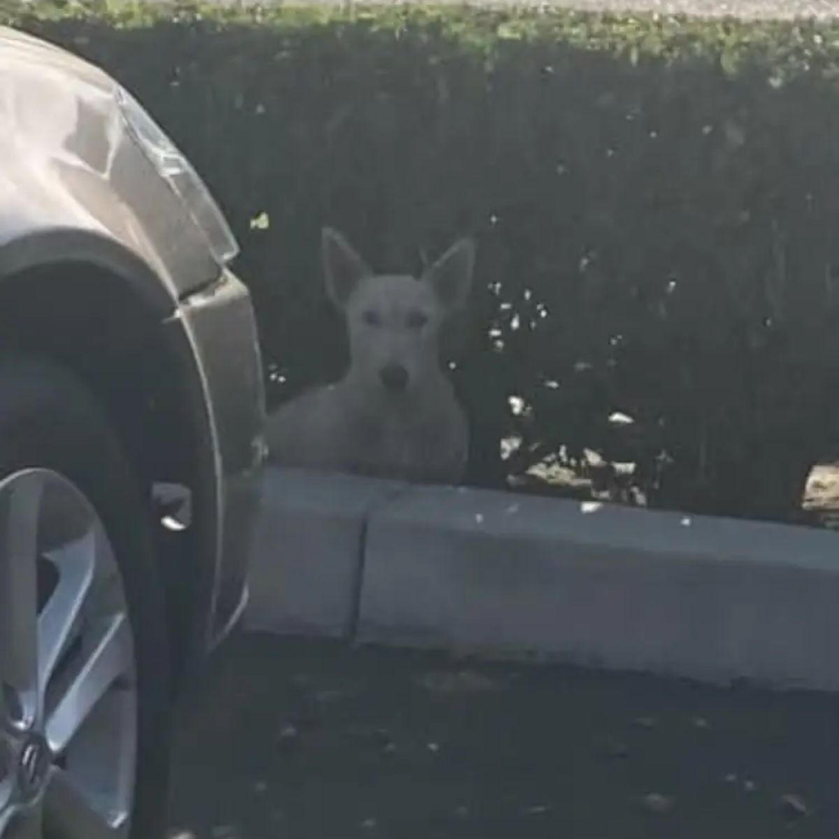 dog next to a car