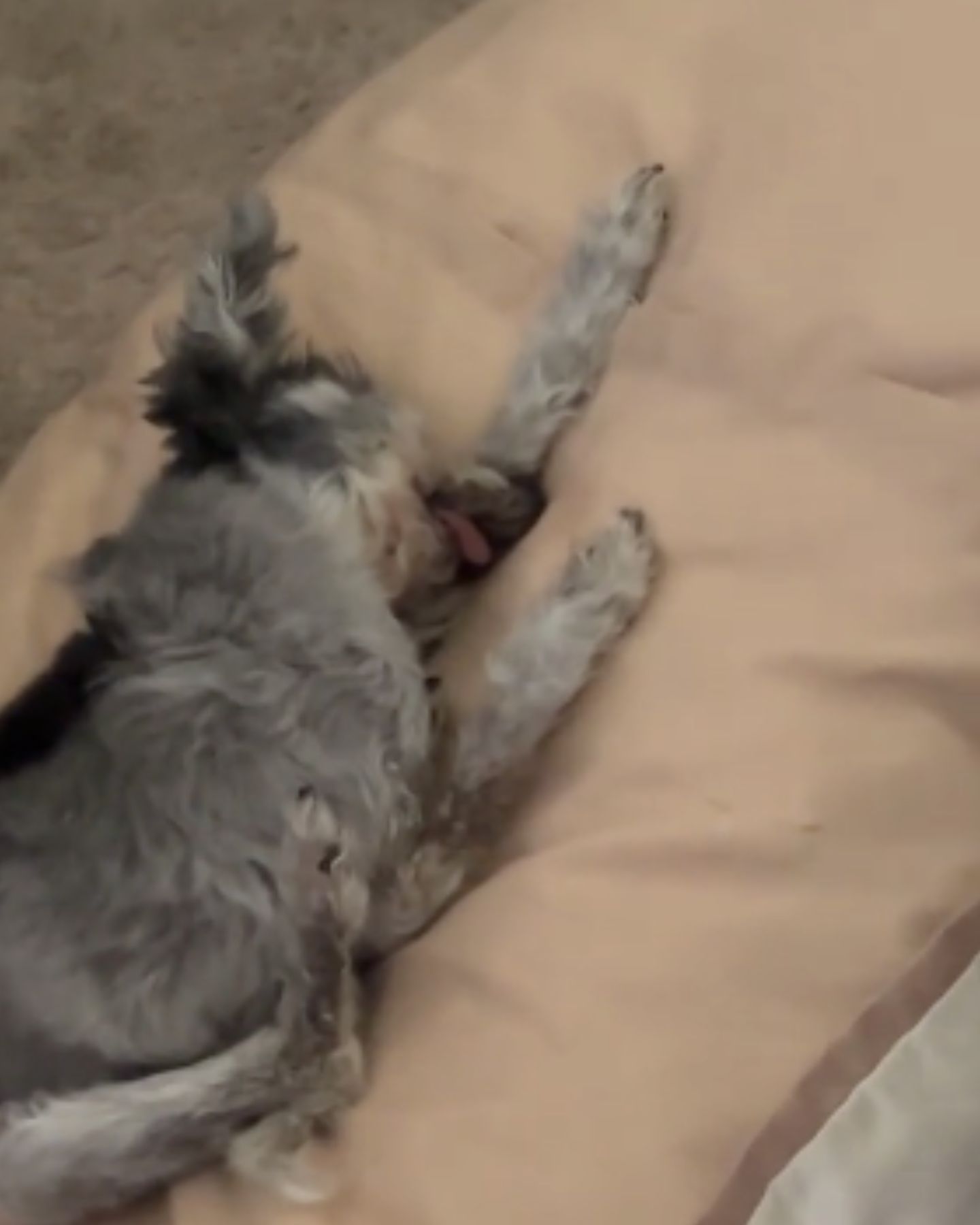 dog pretends that he's passed away