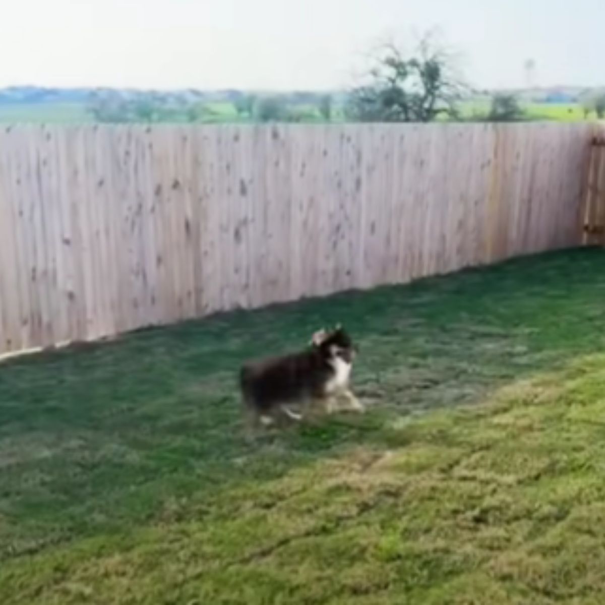 dog running in a garden