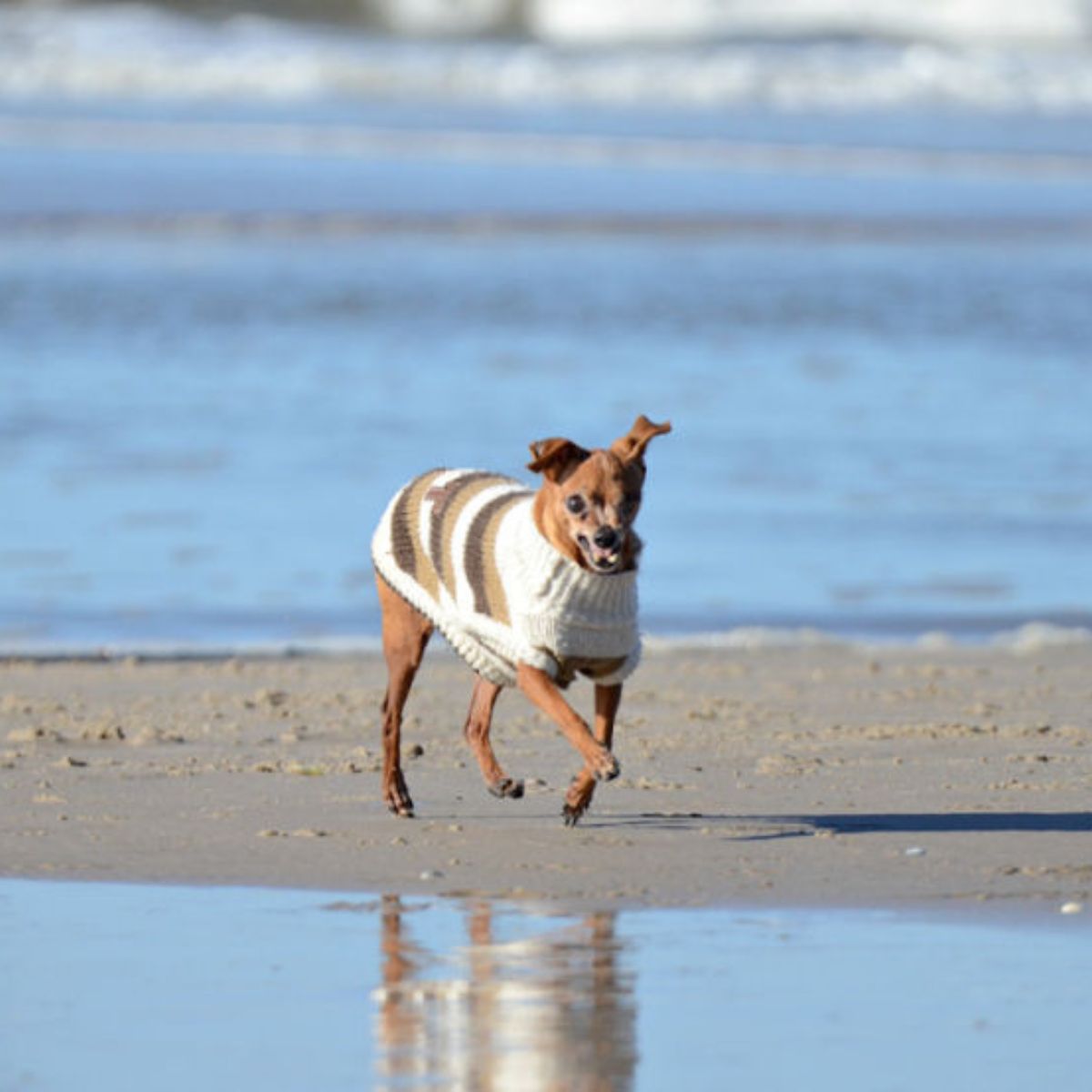 dog running on beach