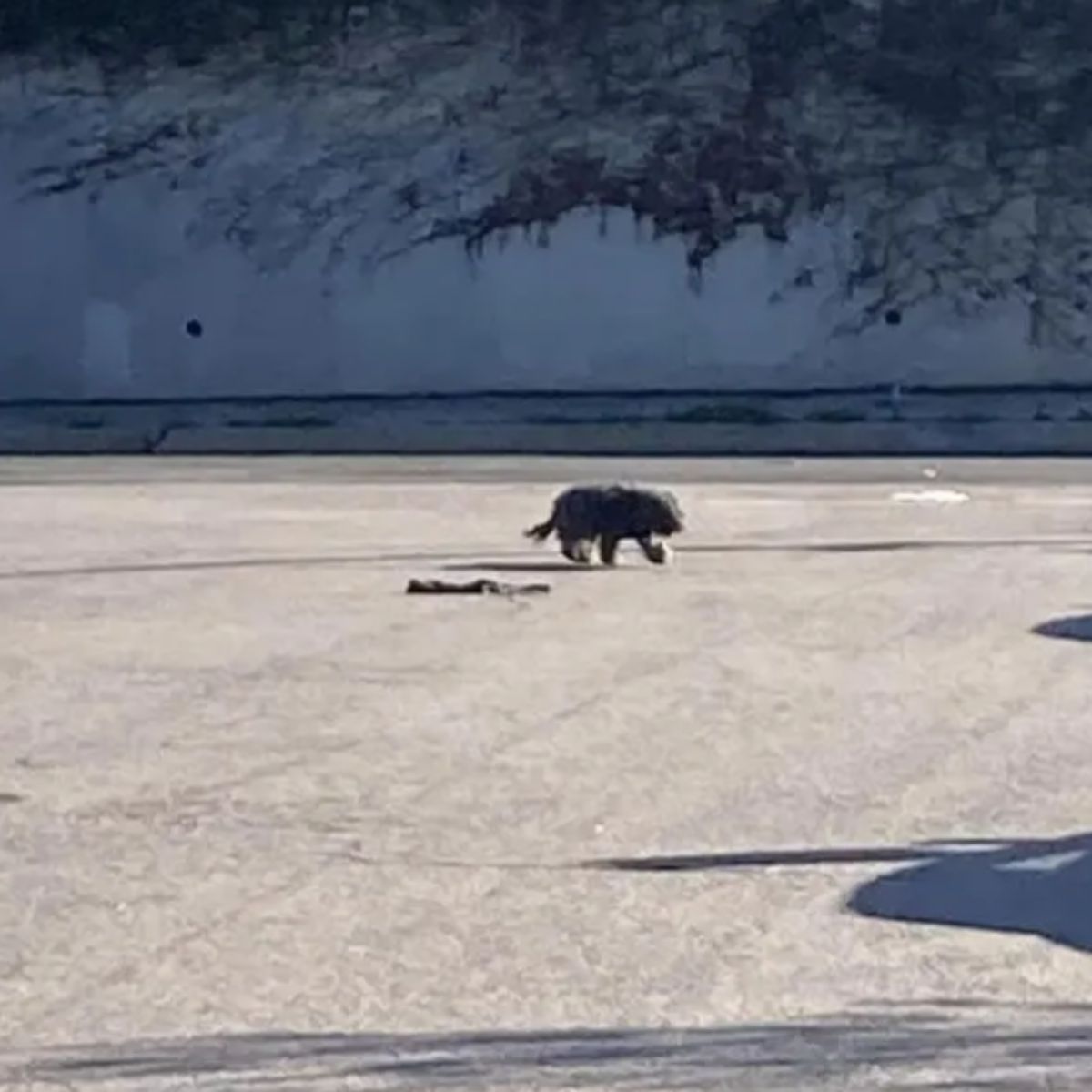 dog running outdoor